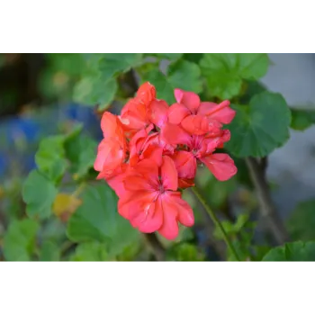 Red Ornamental Plant
